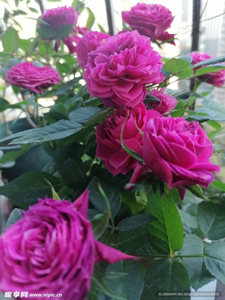 月季花
