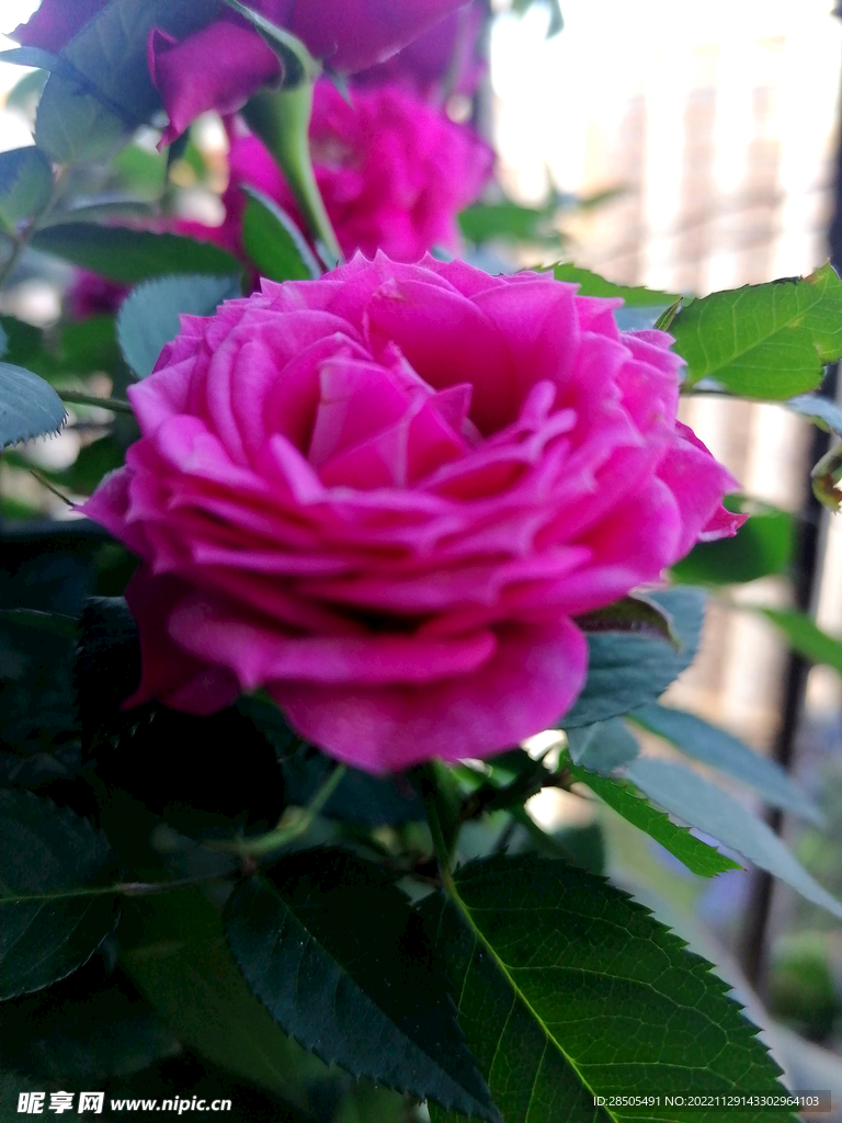月季花