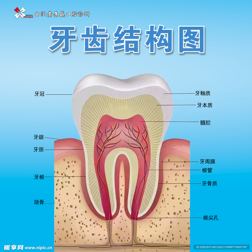 牙齿结构图