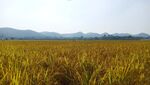南方稻谷种植基地