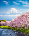 富士山下樱花盛开