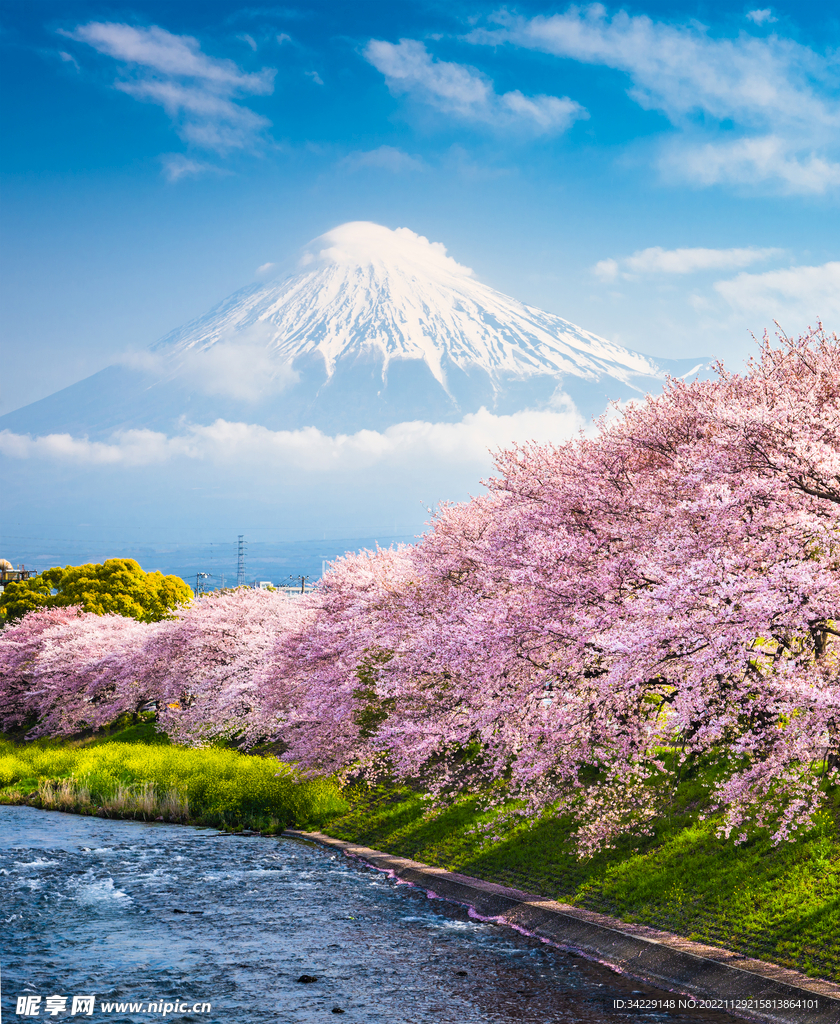 富士山下樱花盛开