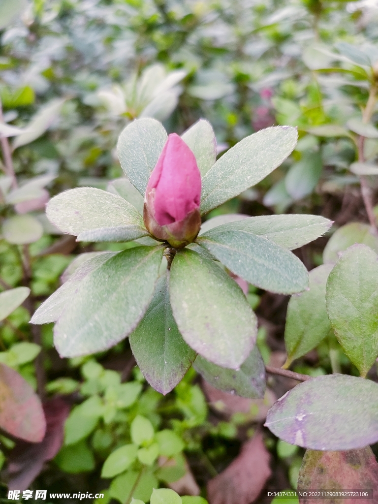 花蕾