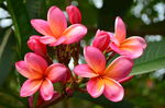 红色鸡蛋花