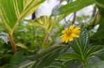 花草