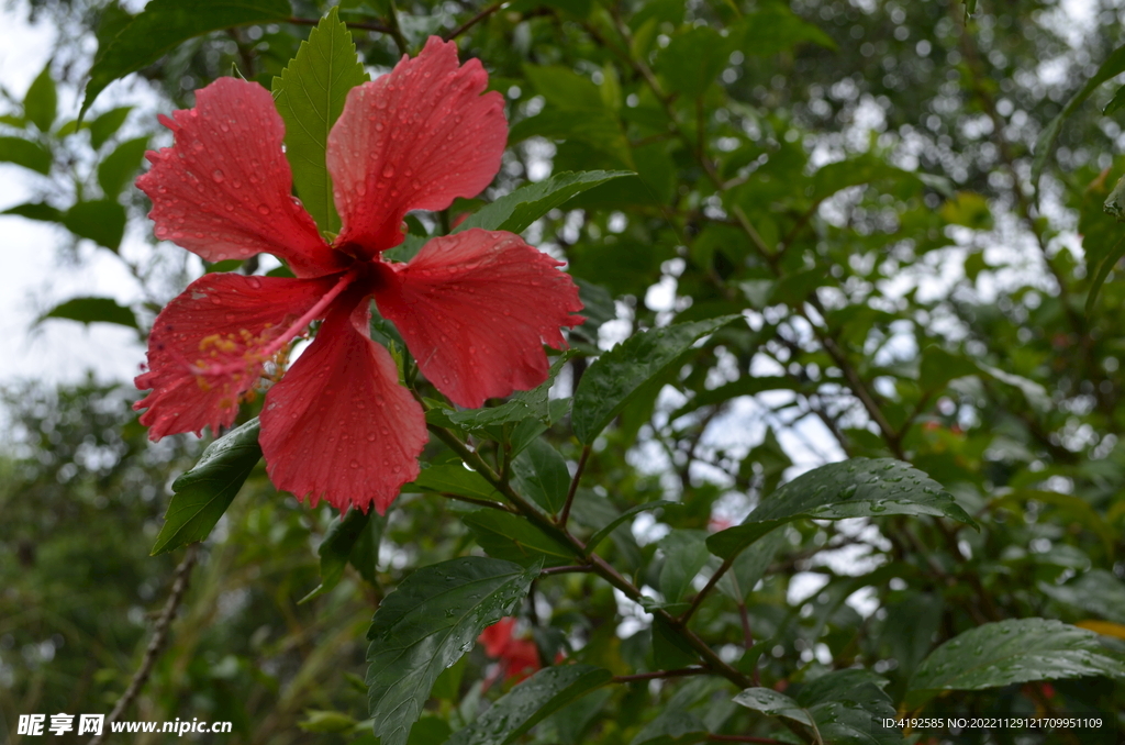 花