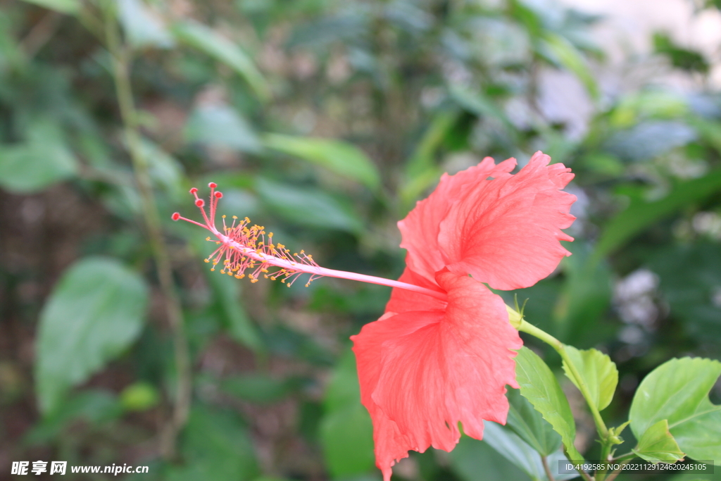 花草