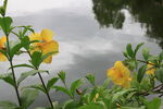 花草