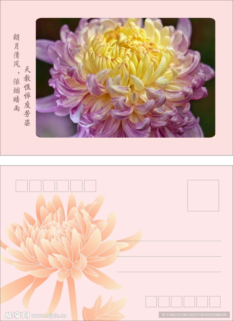 菊花