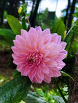 花卉