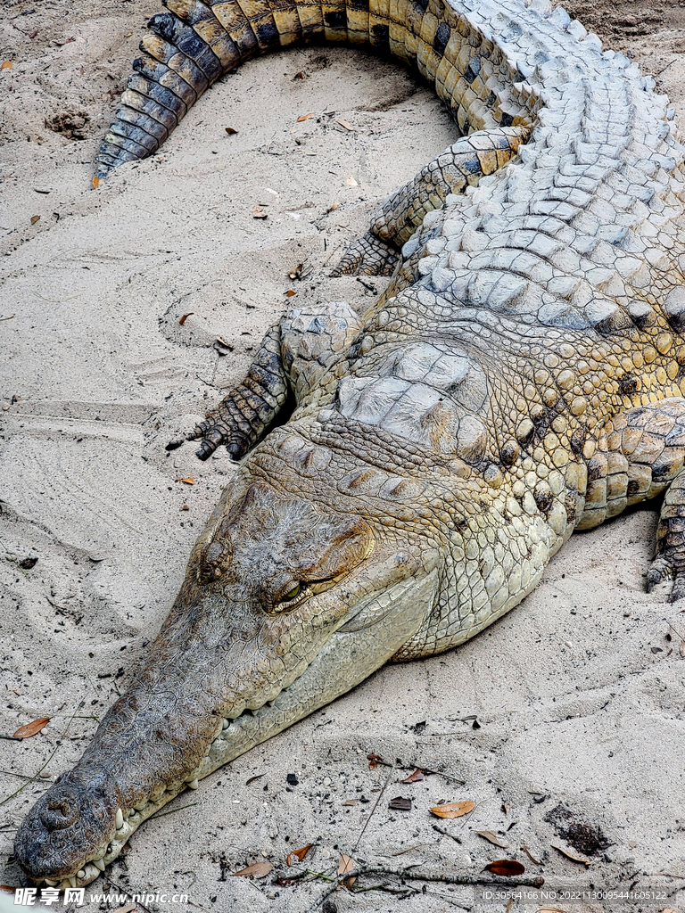鳄鱼