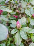 花蕾