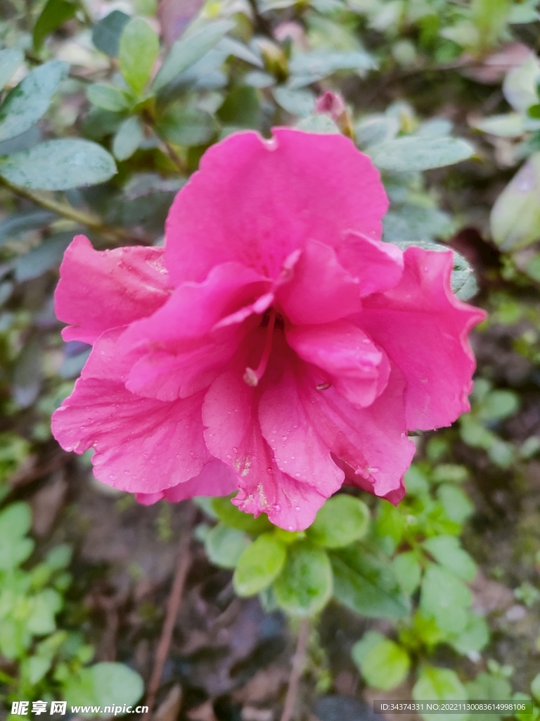 花