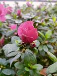花蕾