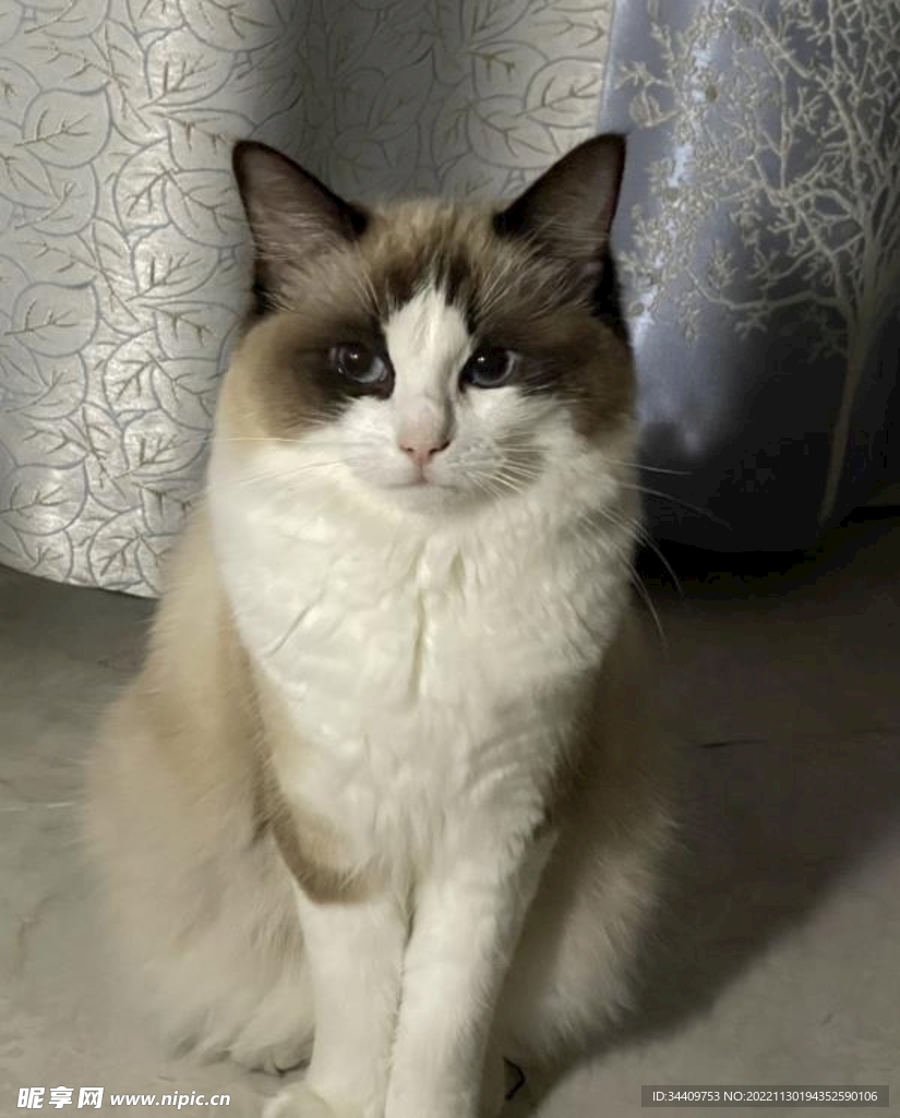 猫咪