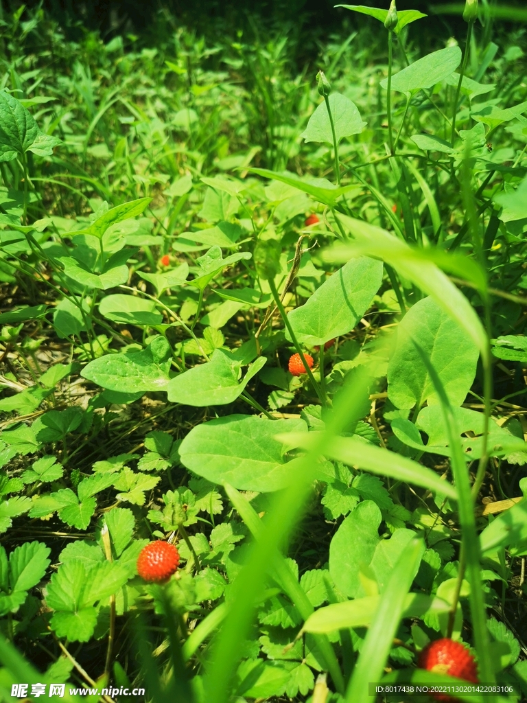 野草莓