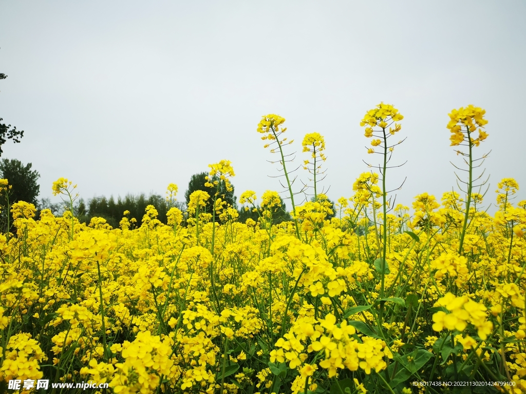 油菜花