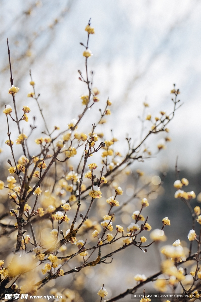 黄花柳