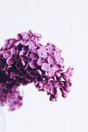 绣球花