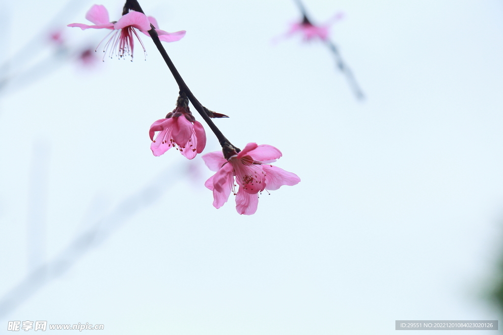 桃花盛开