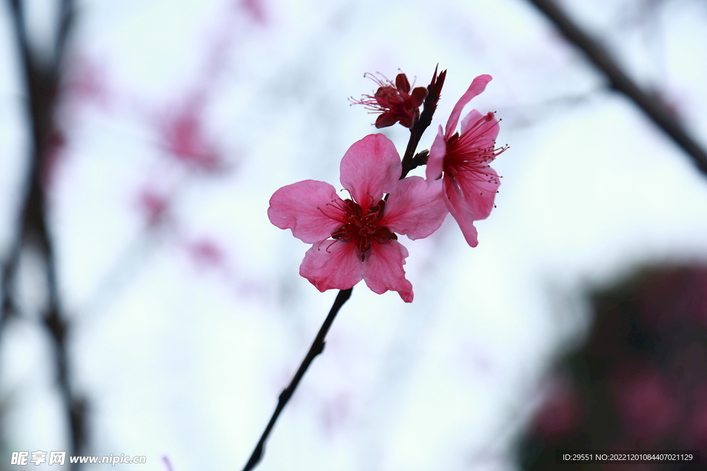 桃花盛开