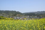 油菜花