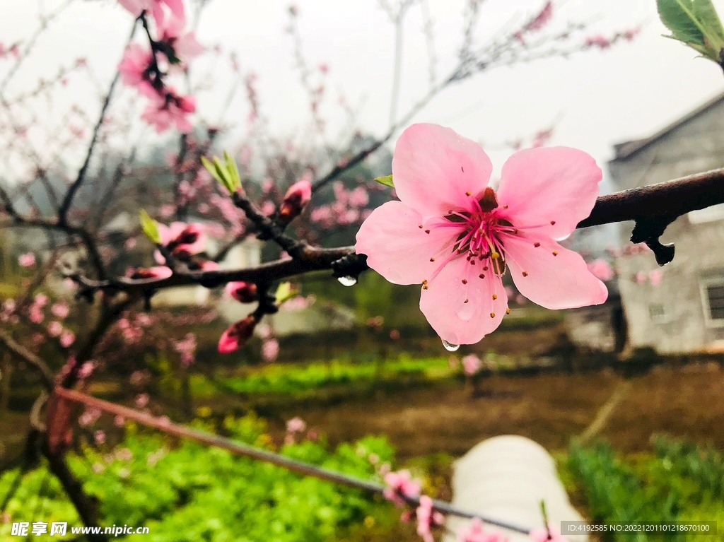 桃花