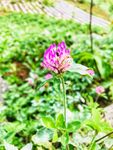 花草