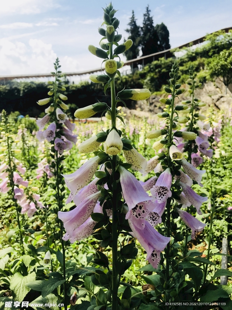 花草