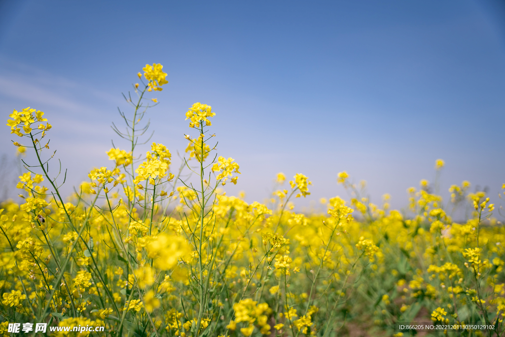 油菜花