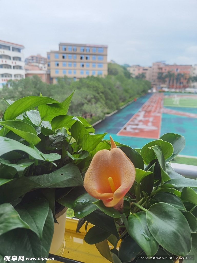 雨后鲜艳的绿萝