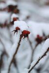 雪花