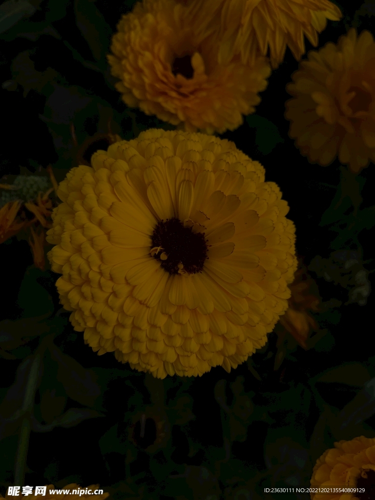 菊花
