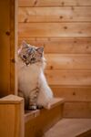 猫咪