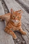 猫咪