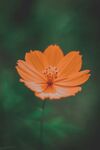 小菊花