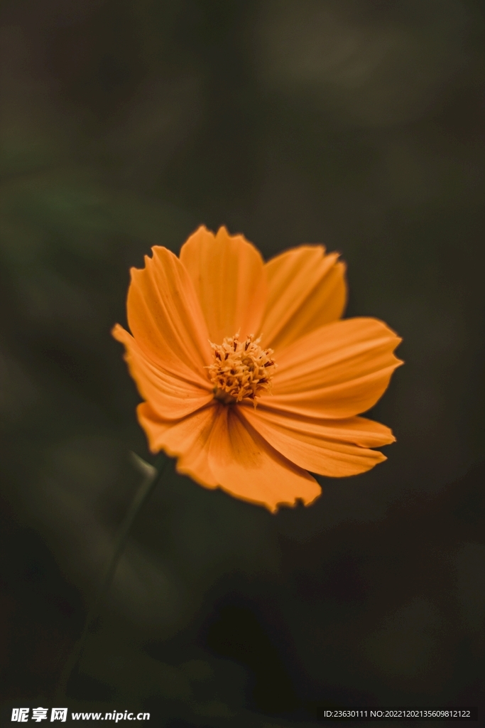 车矢菊