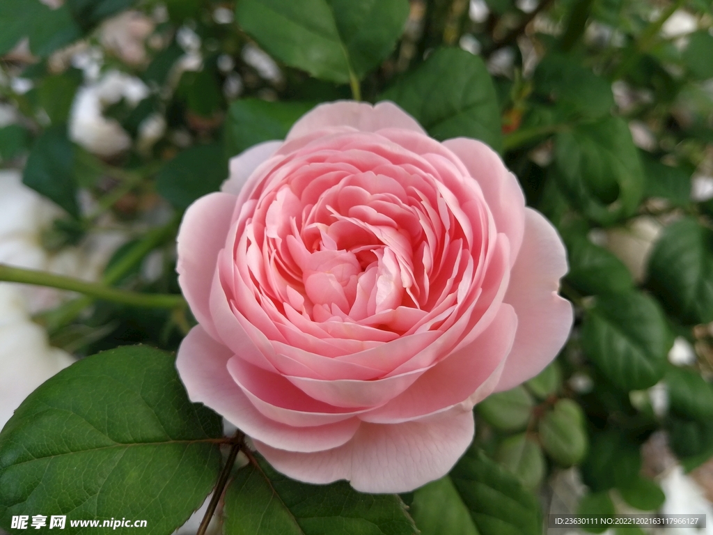 茶花