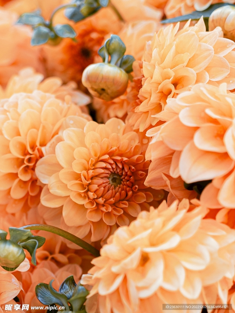 繁花似锦