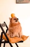 狗