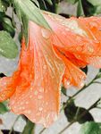 鲜花