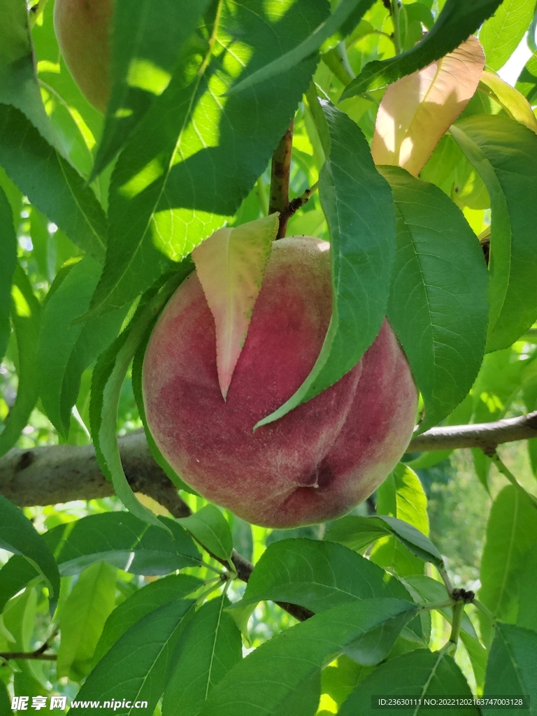 毛桃