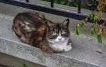 猫咪
