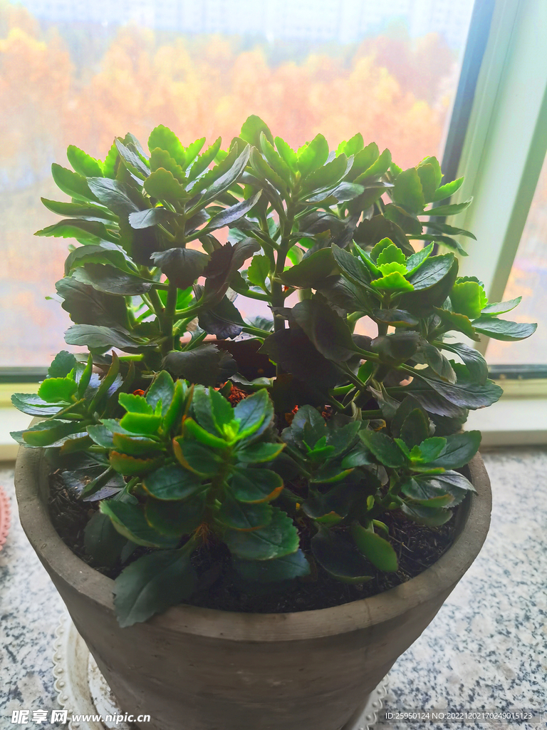 长寿花