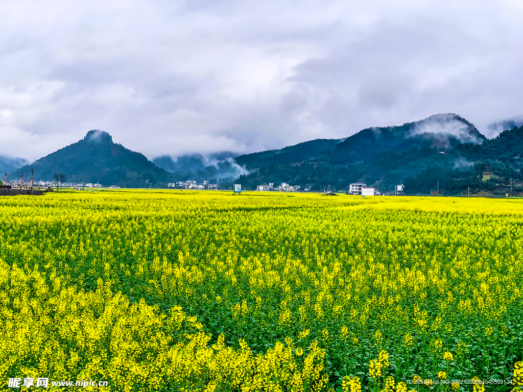 乡村油菜花田