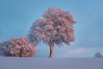 雪 