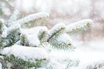 雪 