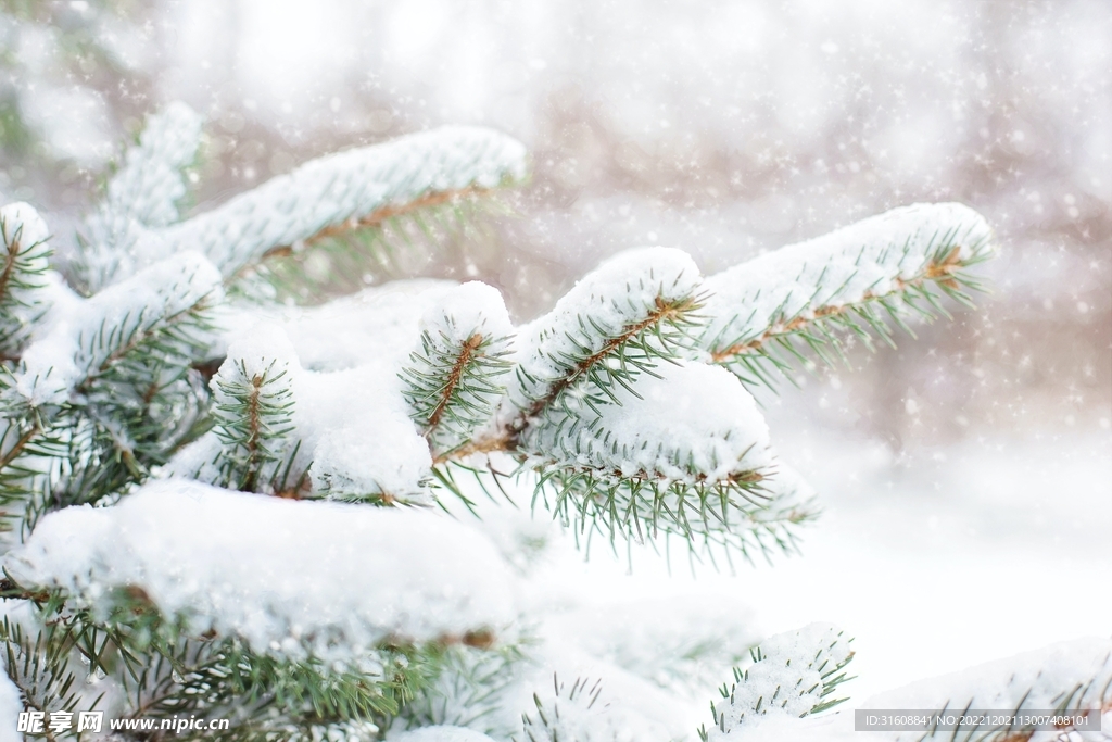雪 