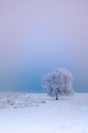 雪 