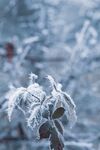 雪 